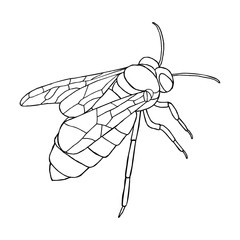 Vector honey bee icon on white background.