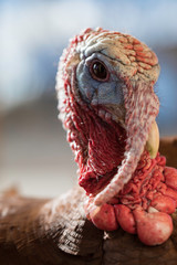 Male red bourbon turkey close up portrait