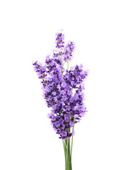 flowers of lavender on a white background