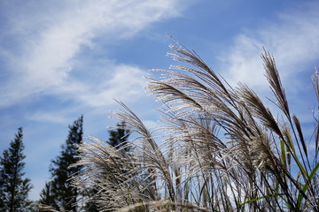 Obraz premium 奈良県 大和葛城山