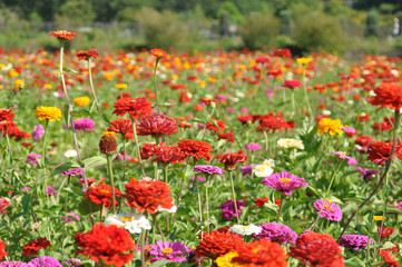 ヒャクニチソウ