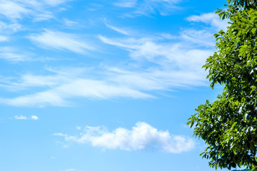 【写真素材】 青空　空　雲　初夏の空　背景　背景素材　6月　コピースペース