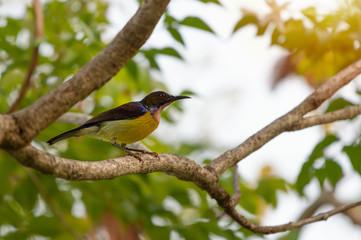Close up of mature sunbird,side view..Brown throated sunbird male with colorful feather perching on branch of indian cork tree with natural blurred  background,low angle view.