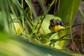 Close up of mature sunbird with green coconut. .Brown throated sunbird male with wet colorful feather taking a bath  on coconut palm tree in a rainy day,over shoulder shot.