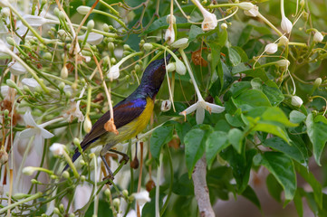 Close up of mature sunbird with white flower. .Brown throated sunbird male with colorful feather drinking sweet from flower of indian cork tree ,over shoulder shot.