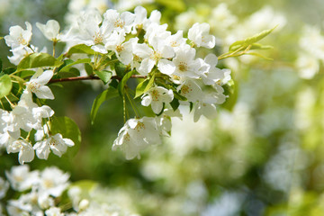 Late Spring Scenery: Blooming Apple Tree Branch in Garden at Sunny Day - 271176311