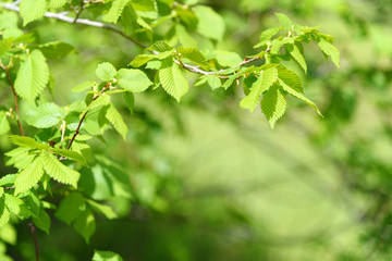 Fototapeta na wymiar Late Spring Scenery: Light Green Tree Branch in Garden at Sunny Day