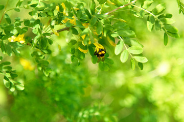 Late Spring Scenery: Acacia Tree Branch and Bee Gathering Nectar in Garden at Sunny Day - 271176319