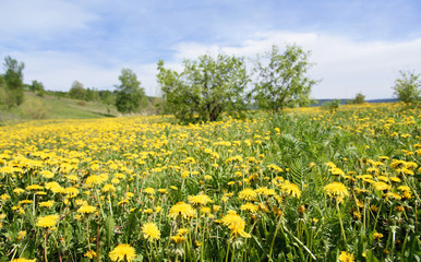 Beautiful Landscape with Green Grass and Yellow Dandelion Flowers on Meadow at Sunny Day