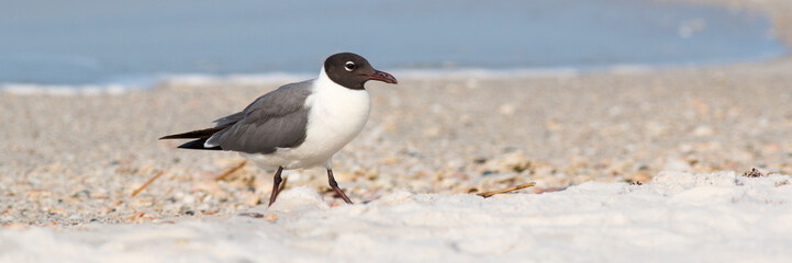 A laughing gull on a white sandy beach panorama.