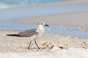 Seagull, Laughing gull walking on a white sandy beach.