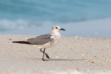 Seagull, Laughing gull walking on the beach.