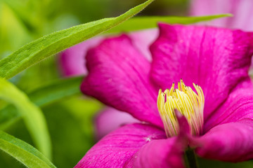 close up of one pink flower with long yellow stamen blooming in the shade in the garden