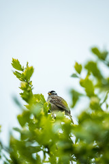 one male sparrow resting on the tip of tree branch behind green leaves