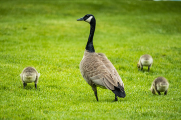 Naklejka na ściany i meble one canada goose standing in the middle of grass filed guarding its goslings around