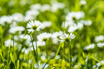 open green grass field under the sun filled with blooming white Oxeye daisy  flowers