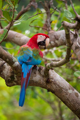 Red-and-green Macaw - Ara chloropterus