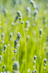 lavender flowers in the grass field blooming under the morning sun with bright blurry green background