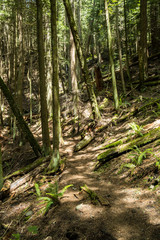 trail inside forest on a slope with shadow of the trees cast by the sunlight