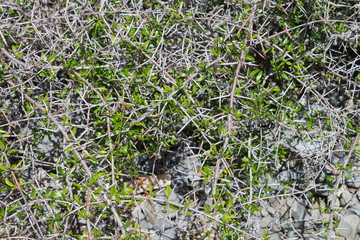 Discaria toumatou, commonly called matagouri or Wild Irishman, is a tangle-branched thorny plant endemic to New Zealand.