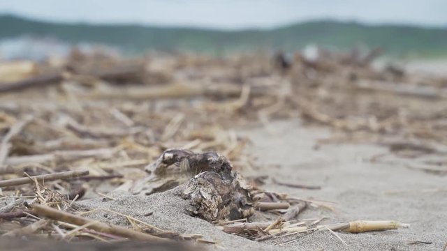 We need to clean the marine garbage for our home.