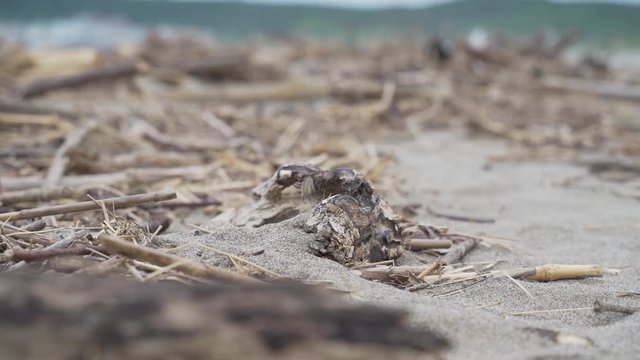 We need to clean the marine garbage for our home.