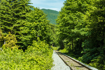 Fototapeta na wymiar single railway track run through the forest with green trees on both sides on a sunny day