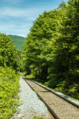 Fototapeta na wymiar single railway track run through the forest with green trees on both sides and mountain at background on a sunny day