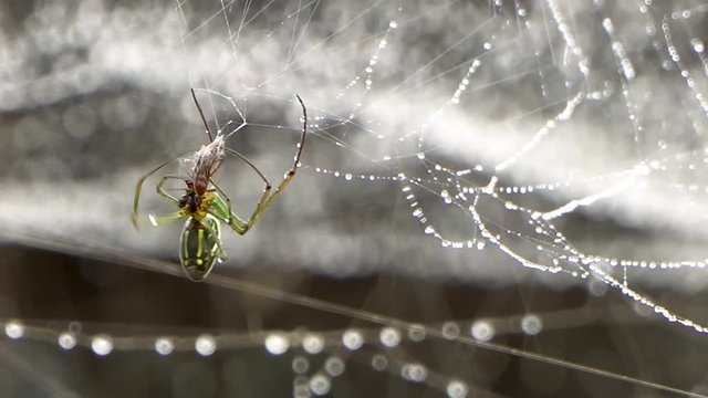 Spider wraps prey caught on web covered in dew drops, orb weaver