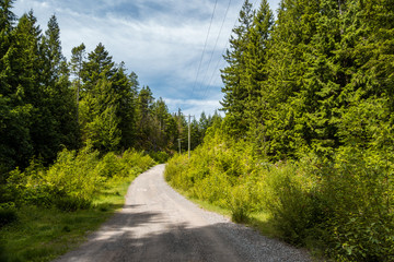 Fototapeta na wymiar a path run through the green forest under cloudy blue sky on a sunny day