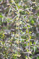 Discaria toumatou, commonly called matagouri or Wild Irishman, is a tangle-branched thorny plant endemic to New Zealand.