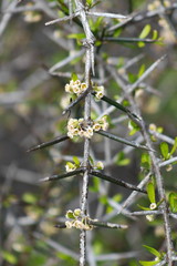 Discaria toumatou, commonly called matagouri or Wild Irishman, is a tangle-branched thorny plant endemic to New Zealand.