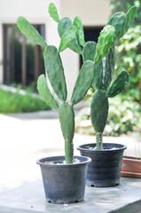 cactus in the flower pot, Opuntia