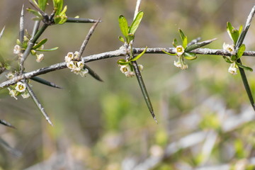 Discaria toumatou, commonly called matagouri or Wild Irishman, is a tangle-branched thorny plant endemic to New Zealand.