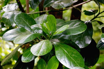 Pennantia baylisiana, the Three Kings kaikomako, is a species of plant in the Pennantiaceae family. It is endemic to the Three Kings Islands, New Zealand, where only one plant is known to exist.