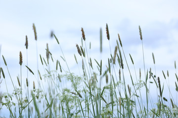 Wild tall grass background. Spikelets of field grass.