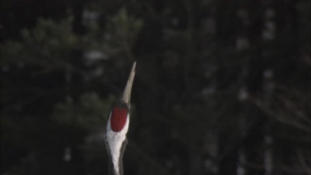 タンチョウツルの鳴き声