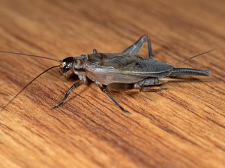 Macro Photo of Cricket on Wooden Floor