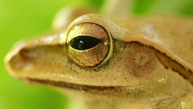 Tree frog head and eye macro close up static shot, sat amongst green foliage with bokeh background. Golden tree frog, amphibian animal.