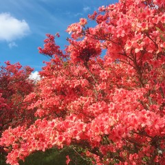 blossoms background of blue sky