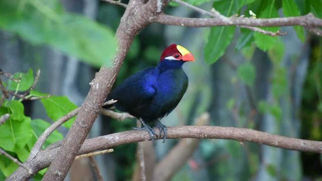 A violet turaco bird perched in a tree, also known as the violaceous plantain eater (Musophaga violacea) in West Africa show its beautiful purple, yellow, and red colours.