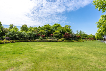 landscape with trees and blue sky