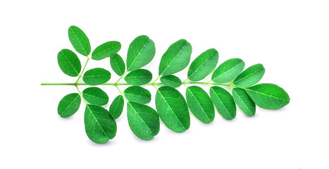 Moringa leaves have medicinal properties.