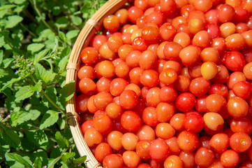 サクランボのカゴ盛り