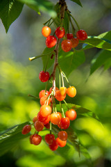 木になっているサクランボ