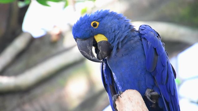 The hyacinth macaw (Anodorhynchus hyacinthinus), or hyacinthine macaw or blue macaw perched on a branch in South America.