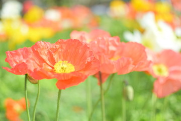 Obraz premium ポピー