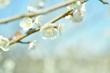 梅の花
