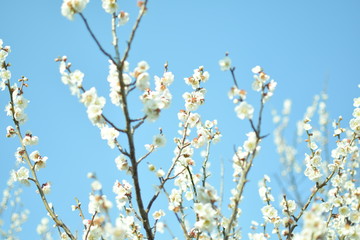 梅の花
