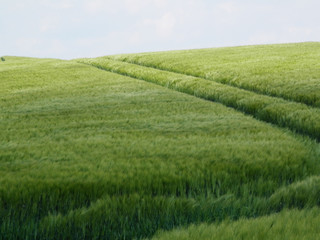 Green cornfield in Southern Denmark